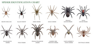 spider chart